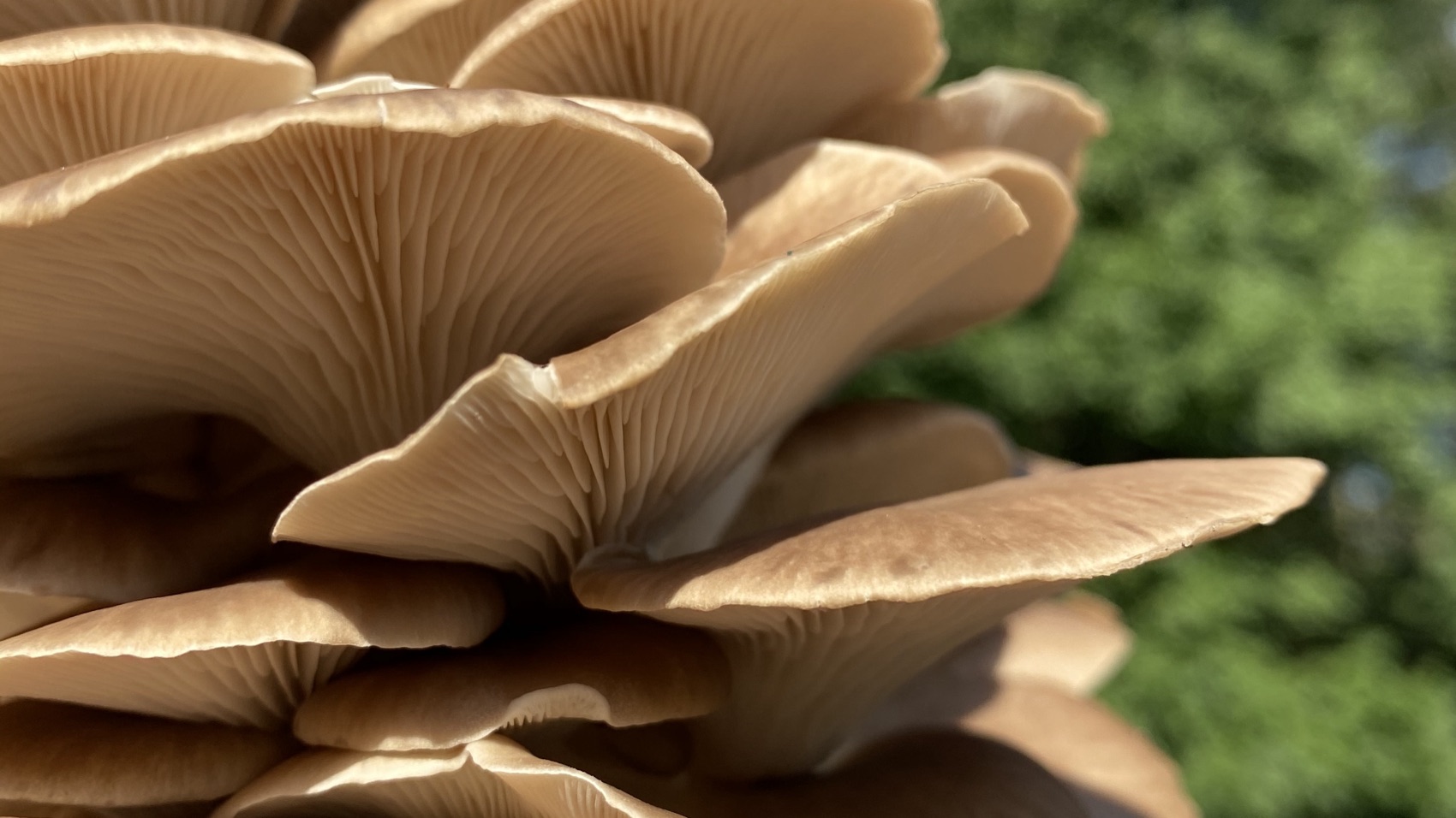 A wild cluster of oyster mushrooms backlit in the afternoon sun