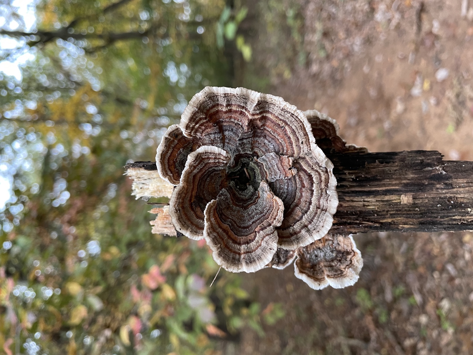 Wild turkey tail mushrooms growing in a rosette on a fallen log